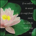 If we could see the miracle ... Magnet