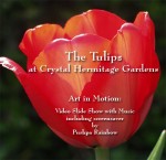 The Tulips at Crystal Hermitage Gardens DVD